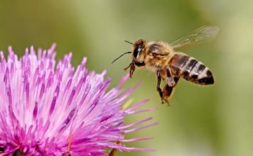 When honey was more than simply going to the store