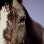 What’s new at PRANCE?