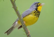 Birders flock to annual Huron Fringe Birding Festival