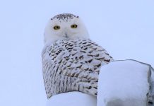Out ‘n’ About: The beauty of Nature in Winter