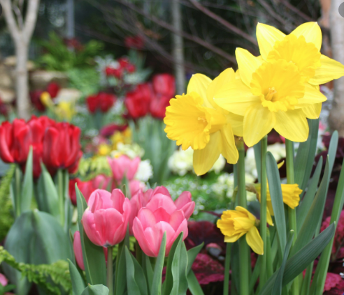 Spring has arrived! | Saugeen Times