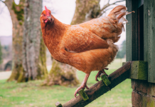 Pet Patter: Chickens can make wonderful pets