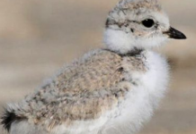 Town loses appeal in Sauble Beach Piping Plover court case