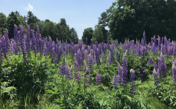 The flora and fauna of Southampton comes alive in Spring