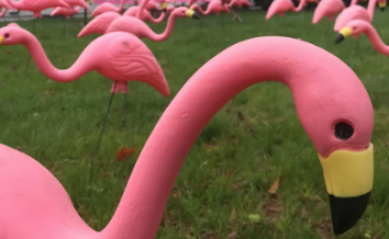 Flamingos continue to flock friends in FUNdraising for athletes