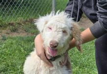 Pet of the Week:  A beautiful gentle guy who needs love and patience