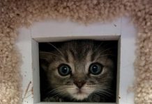 Pet of the Week:  Adorable Hope