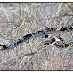 Common Goldeneye Ducks - Wait for me! by Lynn Reket