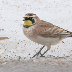 Horned Lark March 11 by Lynn Reket
