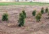 Hi-berry farm plants hundreds of trees to prevent erosion and alleviate winter weather driving conditions