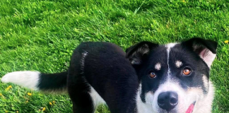 Pet of the Week: A fun girl full of smiles and ready to play