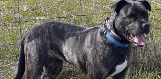Pet of the Week: A gorgeous, quiet and friendly girl