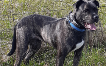 Pet of the Week: A gorgeous, quiet and friendly girl