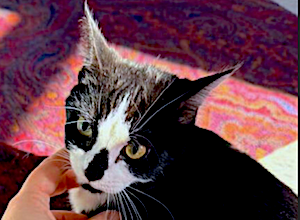 Pet of the Week: A cutie waiting for her forever home