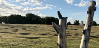Reader sends a Special Newfoundland unveiling of the Danger Tree in France