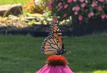 Tour of Gardens 2026 – Part 1