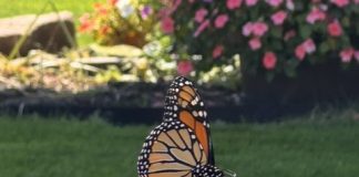 Tour of Gardens 2026 – Part 1