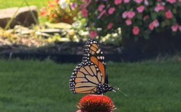 Tour of Gardens 2026 – Part 1