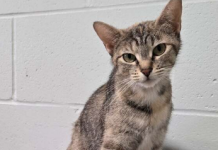 Pet of the Week: Gallatina – a cutie that just raised eight kittens