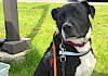 Pet of the Week: Poppy – loves people, including children