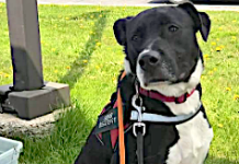 Pet of the Week: Poppy – loves people, including children