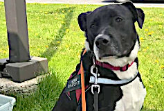 Pet of the Week: Poppy – loves people, including children