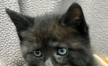 Pet of the Week: The last of her siblings – An adorable sweet kitten