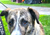 Pet of the Week: A sweet, affectionate one-year-old