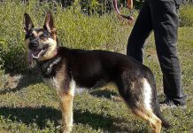 Pet of the Week: A very affectionate sweet girl