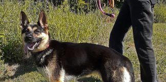 Pet of the Week: A very affectionate sweet girl