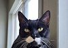 Pet of the Week: A handsome senior tuxedo
