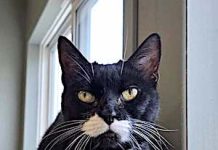 Pet of the Week: A handsome senior tuxedo