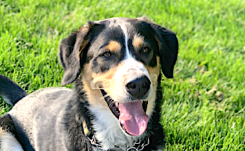 Pet of the Week: A handsome fun affectionate guy