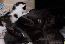 Pet of the Week: A plethora of little beauty kitties and a special mom