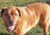 Pet of the Week: A friendly guy who gets along with everybody