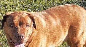 Pet of the Week: A friendly guy who gets along with everybody