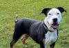 Pet of the Week: An easy-going friendly beauty