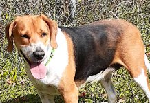 Pet of the Week: A sweet girl who loves people