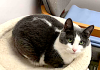 Pet of the Week: A green-eyed beauty