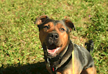 Pet of the Week: A big guy who needs exercise